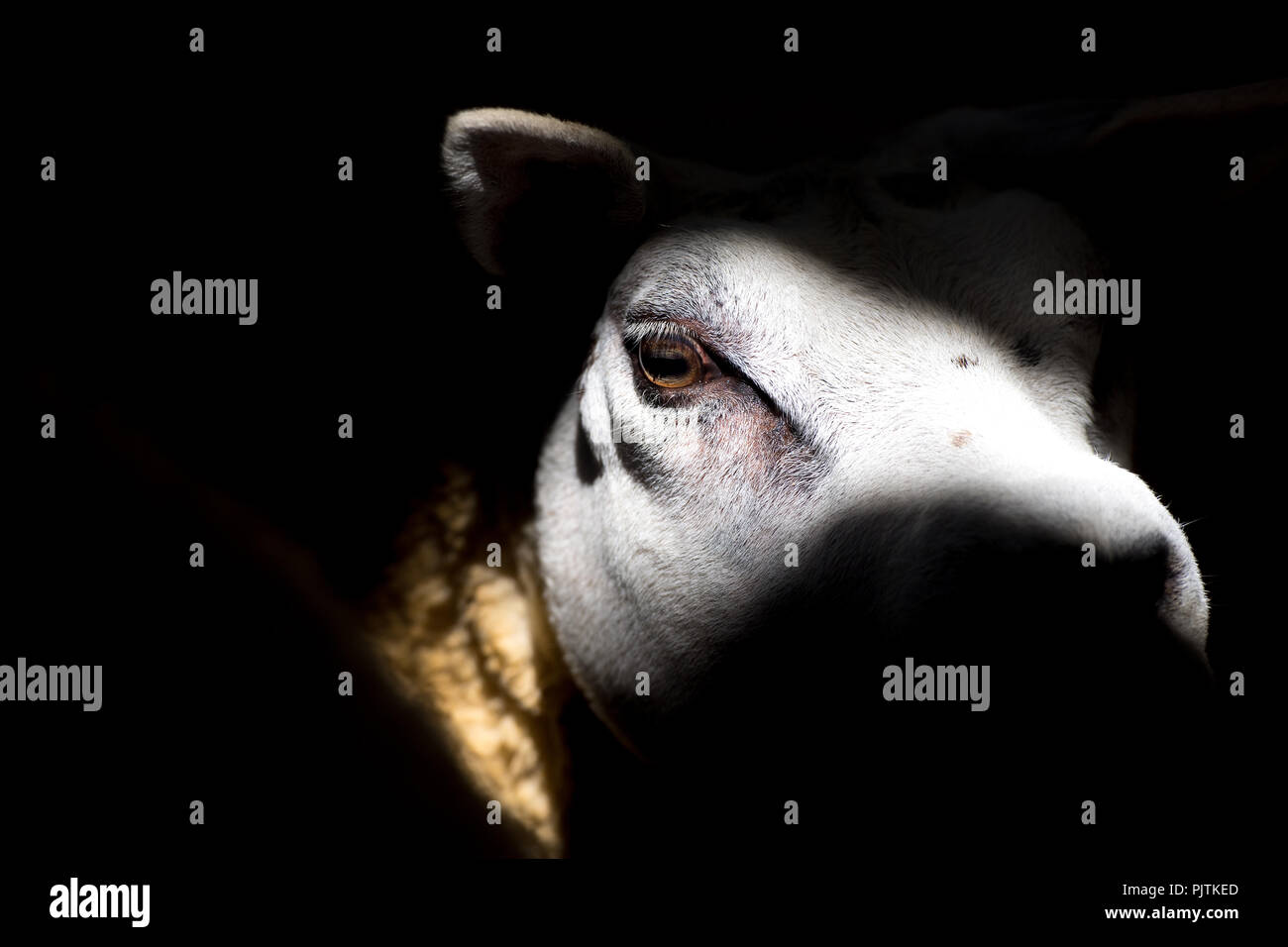 Schafe Gesicht leuchtet von Sonnenstrahl in ein dunkles Gebäude. Cumbria, Großbritannien. Stockfoto