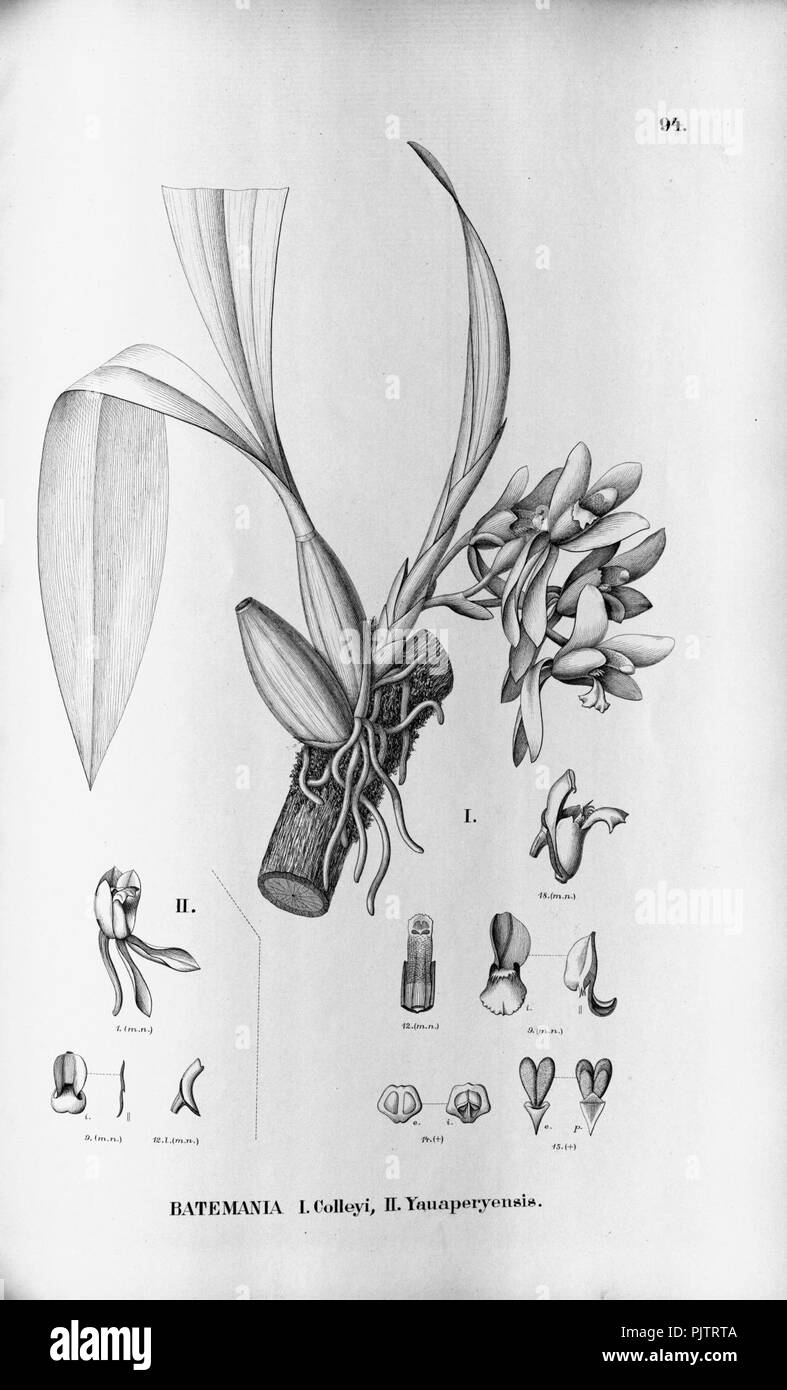 Batemania colleyi - Flora brasiliensis 3-5-94. Stockfoto