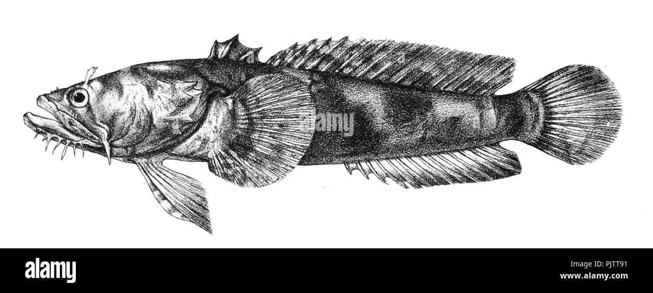 Batrachus grunniens Ford 60. Stockfoto