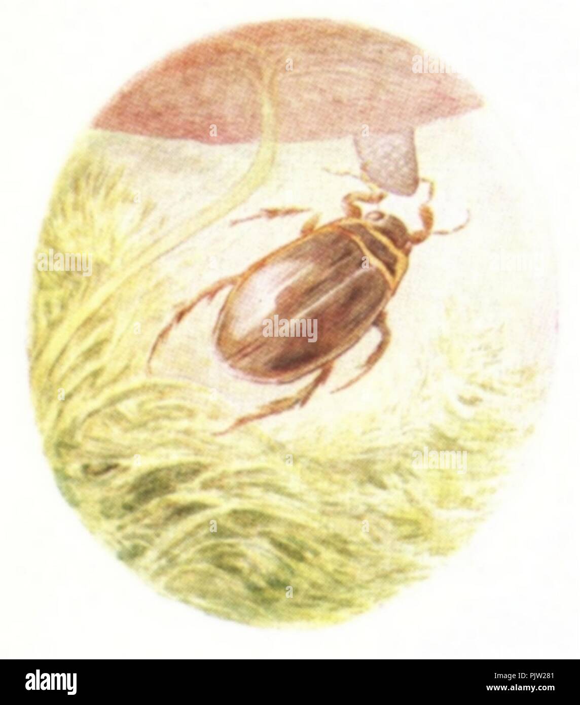 Beatrix Potter - die Geschichte von Jeremy Camp - Illustration ab Seite 28. Stockfoto