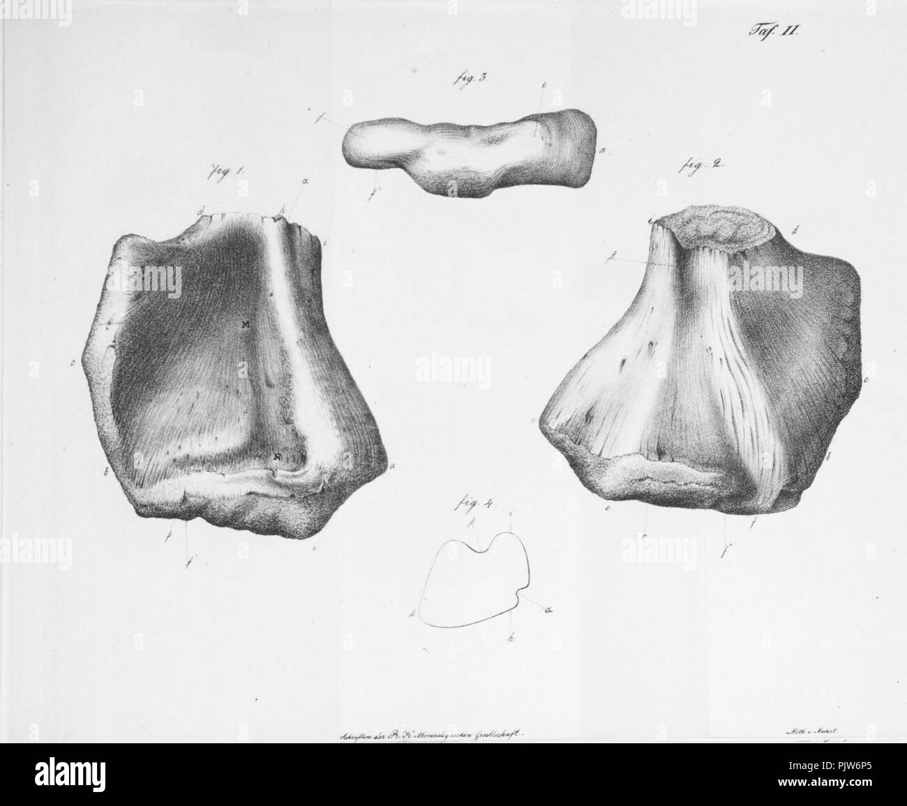 Beitrag zur Kenntniss der Organischen Ueberreste des Kupfersamdsteins am westlichen Abhange des Ural (Abb. 2) Stockfoto