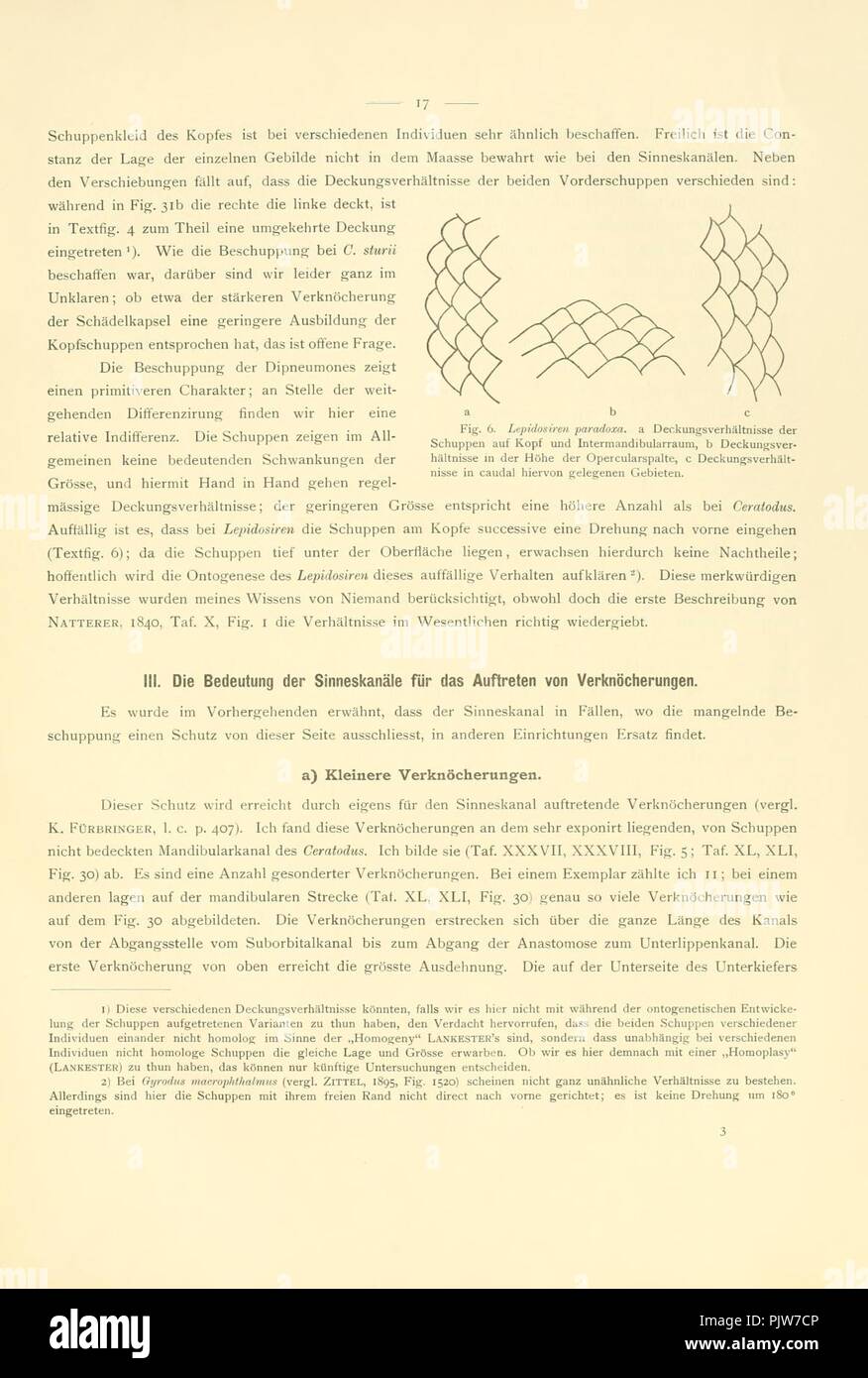 Beiträge zur Morphologie des skeletes der dipnoer (Seite 17, Abb. 6) Stockfoto