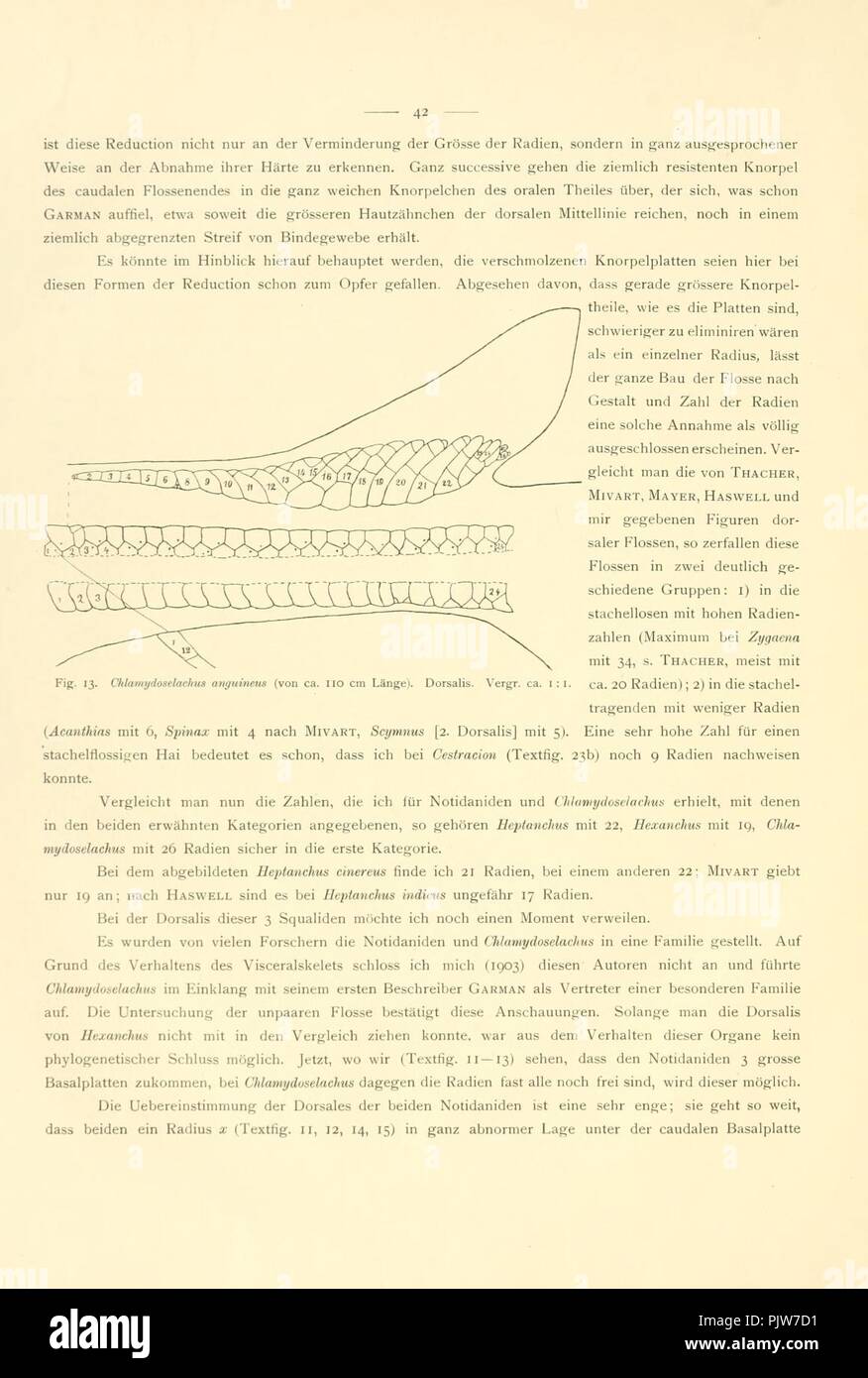 Beiträge zur Morphologie des skeletes der dipnoer (Seite 42, Abb. 13) Stockfoto