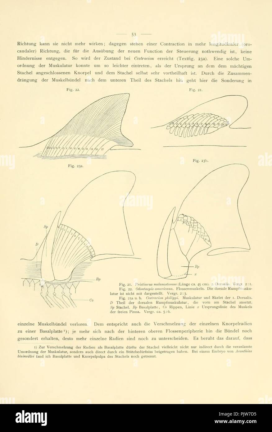 Beiträge zur Morphologie des skeletes der dipnoer (Seite 53, Abb. 21-23) Stockfoto