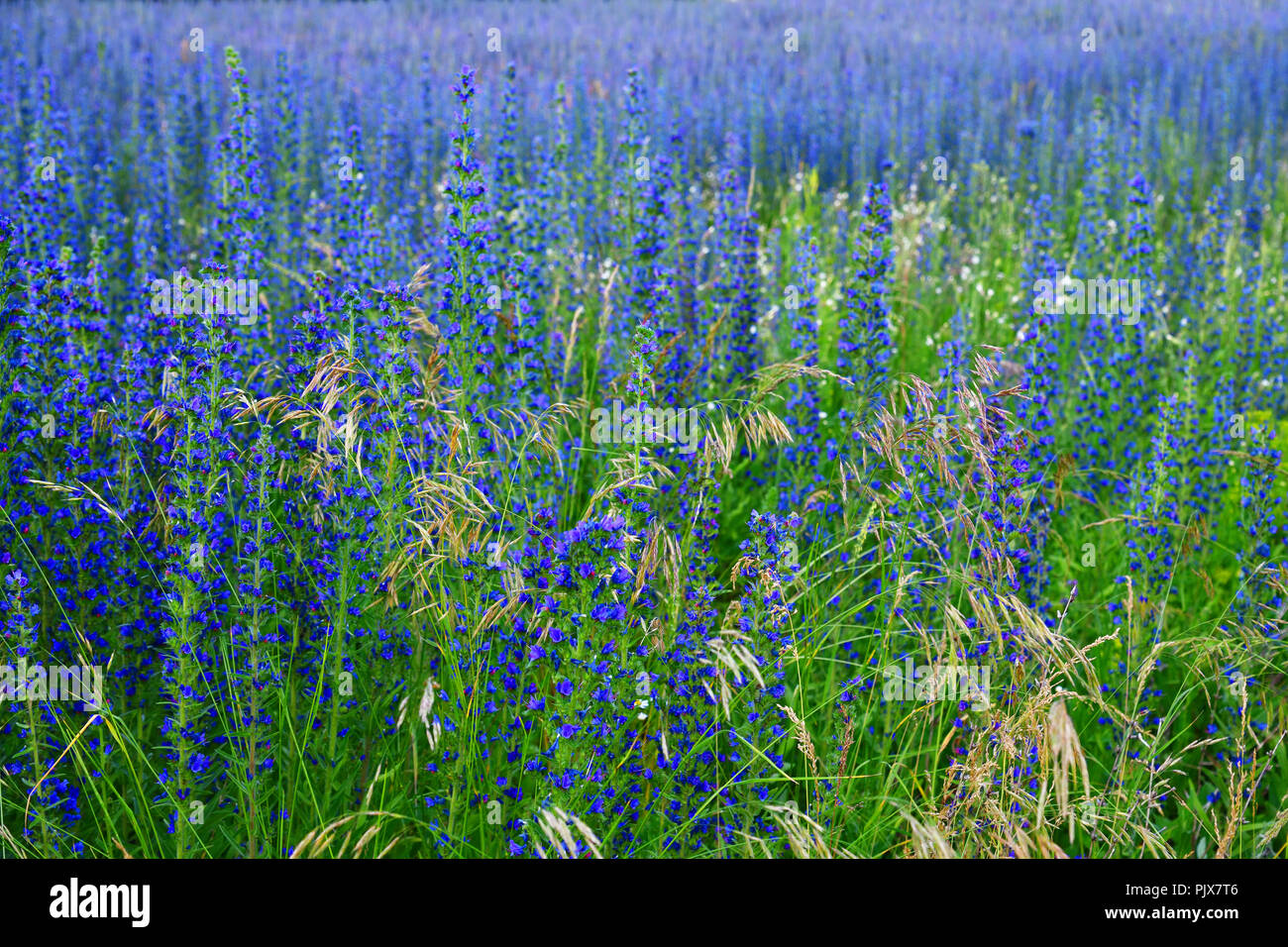 Salvia superba im Sommer auf einer Wiese Stockfoto