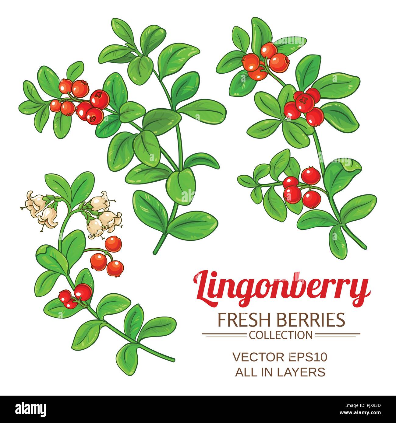 Preiselbeere anlage Vektor auf weißem Hintergrund Stock Vektor