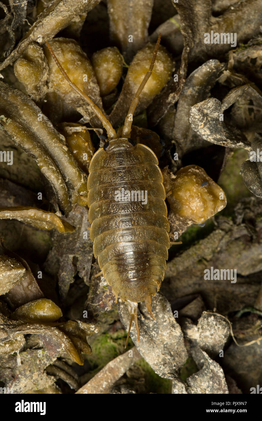 Ein Meer Slater, Ligia oceanica, fotografiert in der Nacht auf die Felsen und Algen bei niedrigen Wasser in eine Flutwelle Kanal in der Nähe der Isle of Portland und Chesil Beach D Stockfoto