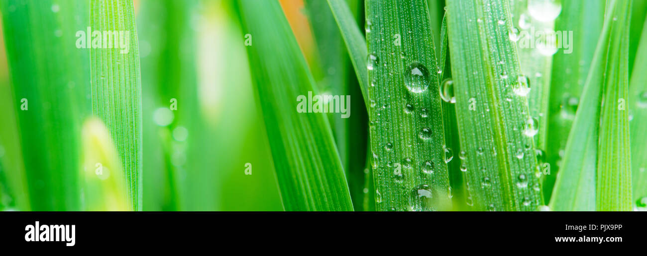 Wassertropfen auf dem Rasen im Frühling Stockfoto