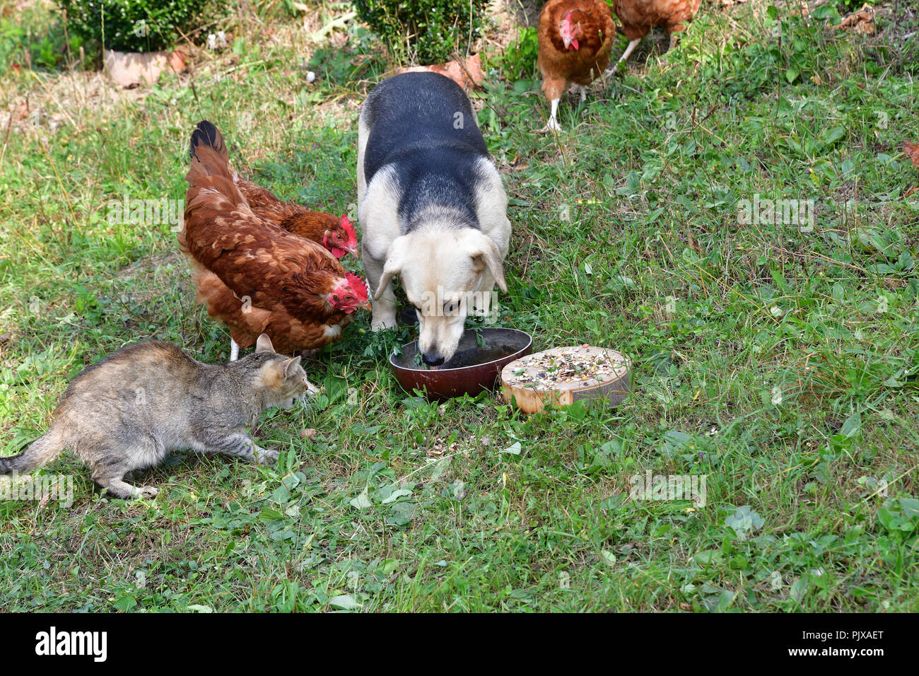 Haustiere Huhn Hund Und Katze Zusammen Essen Als Bester
