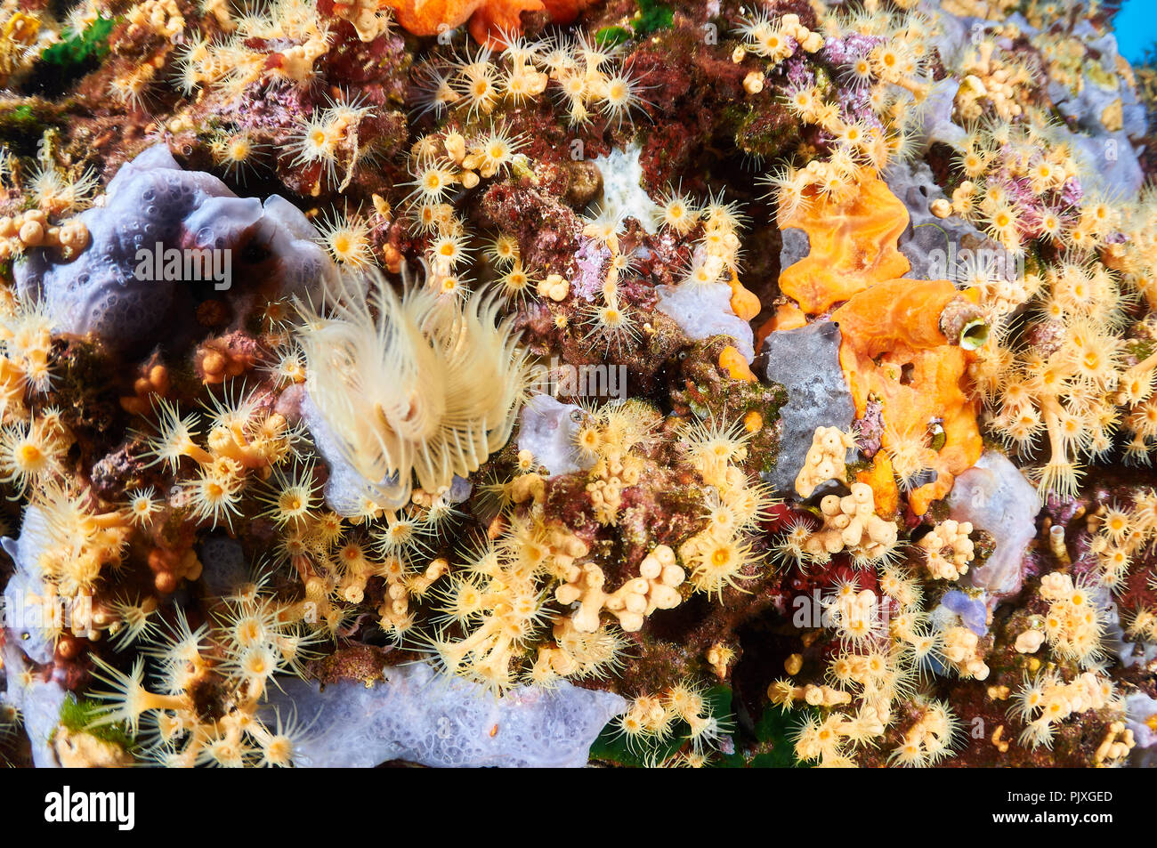 Gelber Cluster Anemone (Parazoanthus axinellae) Kolonie mit einer Vielzahl von Schwämmen und inkrustierende Marine Life (Formentera, Balearen, Spanien) Stockfoto