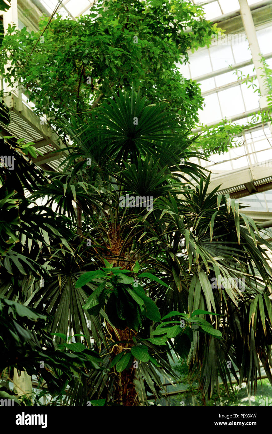Die Nationalen Botanischen Garten von Belgien in Meise (Belgien, 05/1992) Stockfoto