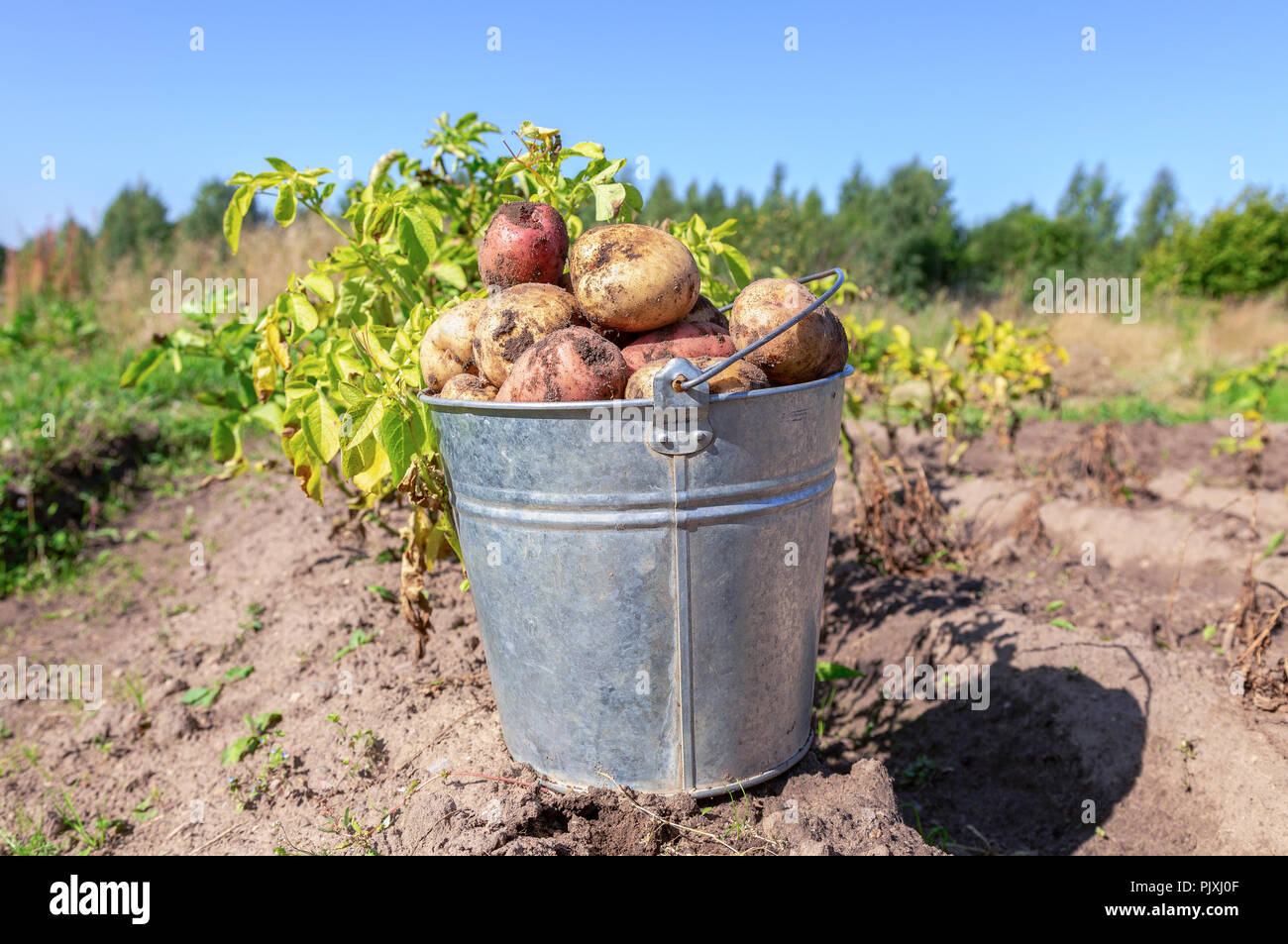 Biokartoffeln in Metall Eimer im Gemüsegarten Stockfoto