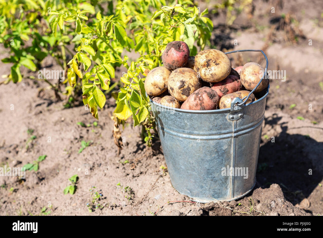 Biokartoffeln in Metall Eimer im Gemüsegarten Stockfoto