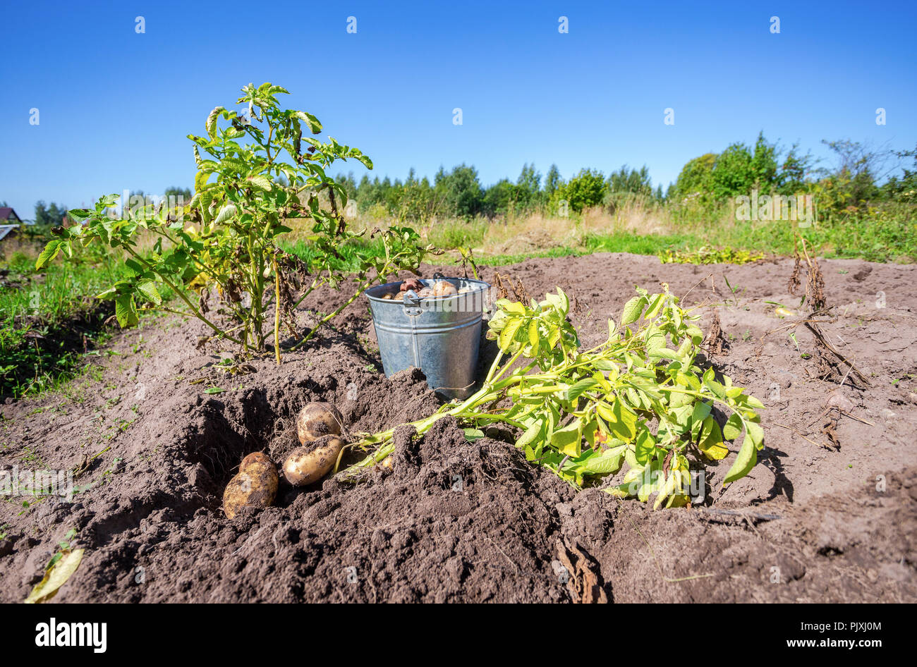 Kartoffeln in Metall-Eimer auf dem Feld in sonnigen Tag frisch gegraben Stockfoto