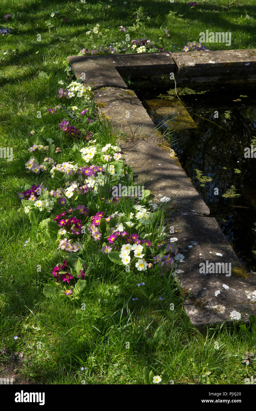 Frühjahr Primeln um Teich in englischer Garten Stockfoto