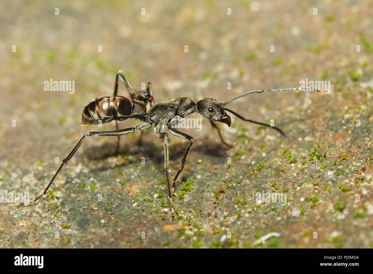 Kleine schwarze Fliegen reiten auf dem Ameisenhaufen (Diacamma sp.) (aus Thailand, Südostasien) Stockfoto