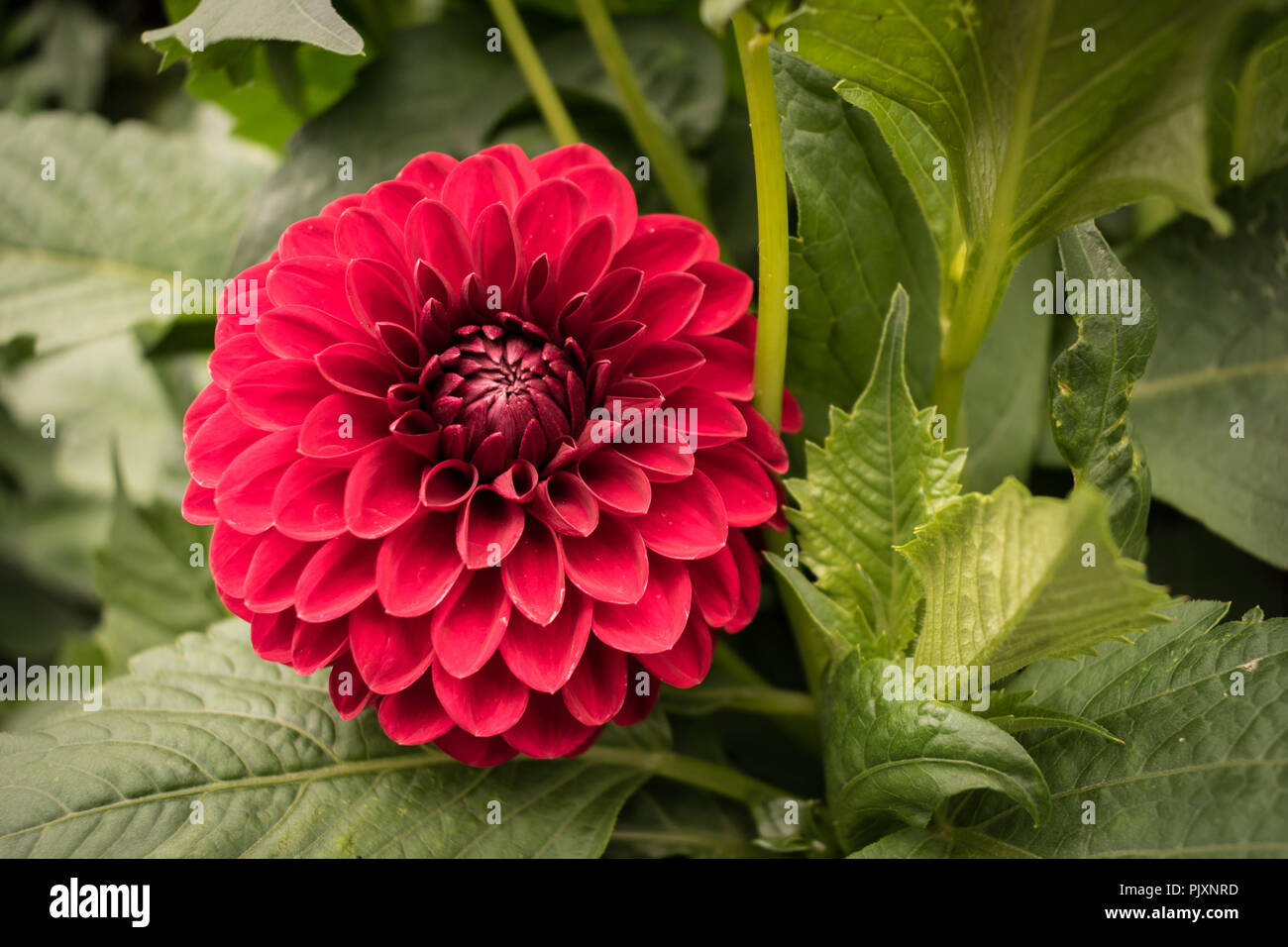 Rot Rosa ball Dahlie Blume blühen im Sommer. Stockfoto