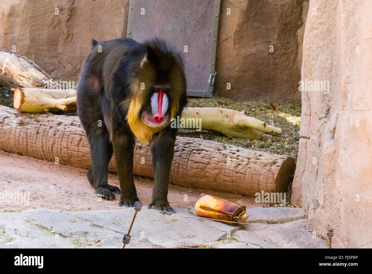 Mandrill im Zoo von Phoenix Stockfoto