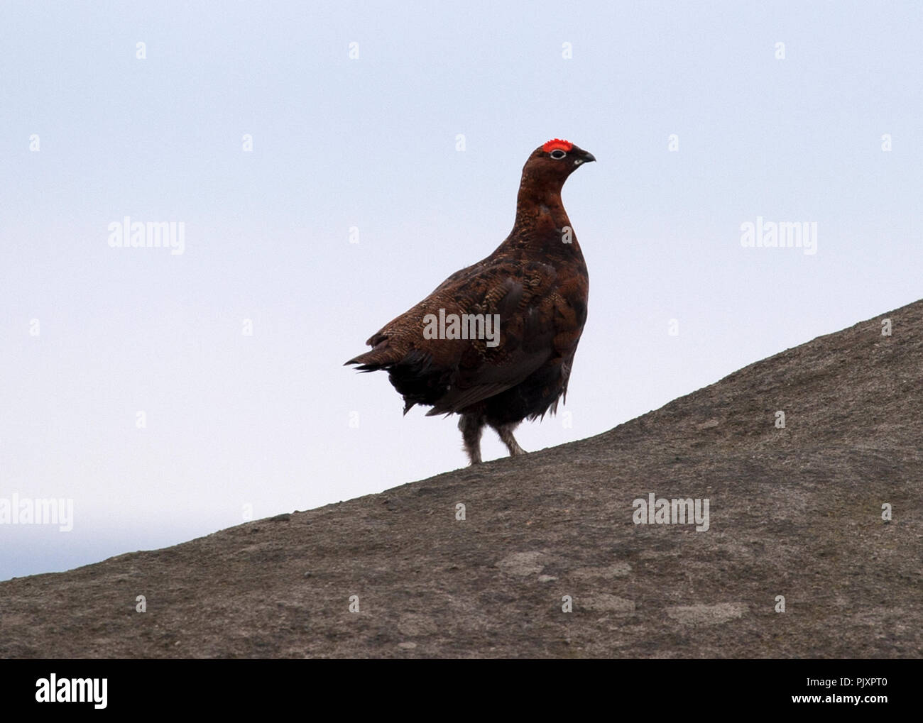 Moorschneehuhn auf verloren gegangenen Kop Stockfoto