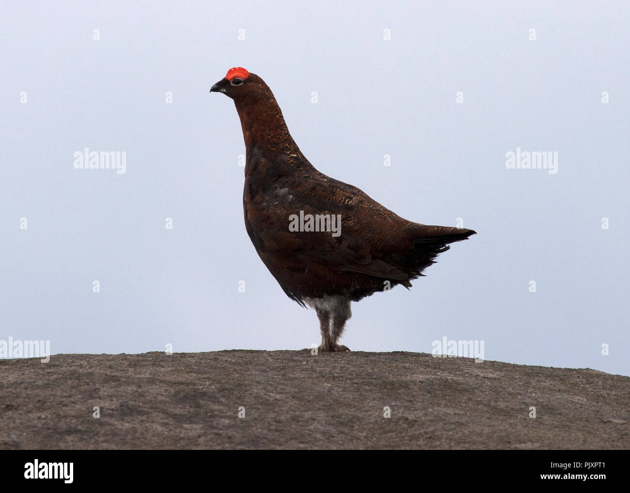 Moorschneehuhn auf verloren gegangenen Kop Stockfoto