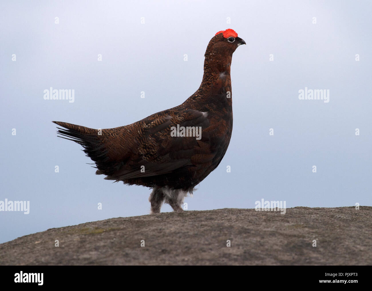 Moorschneehuhn auf verloren gegangenen Kop Stockfoto