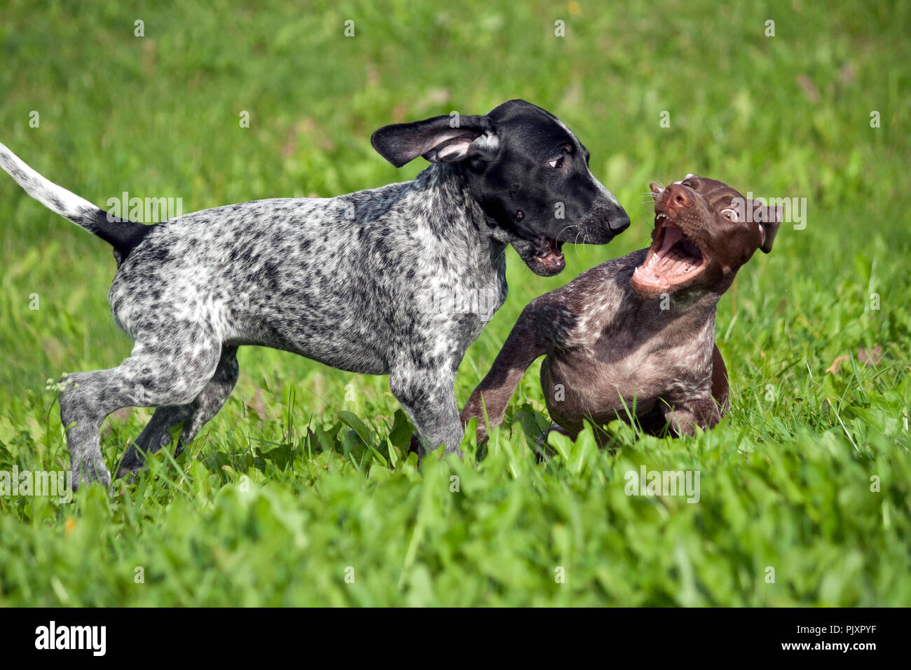 Deutsch Kurzhaar Pointer, kurtshaar zwei kleine Welpen, schwarz und braun in einem weißen Fleck entdeckt, auf dem Gras, zusammen zu spielen, lustig, Maulkörbe, sonnigen Stockfoto