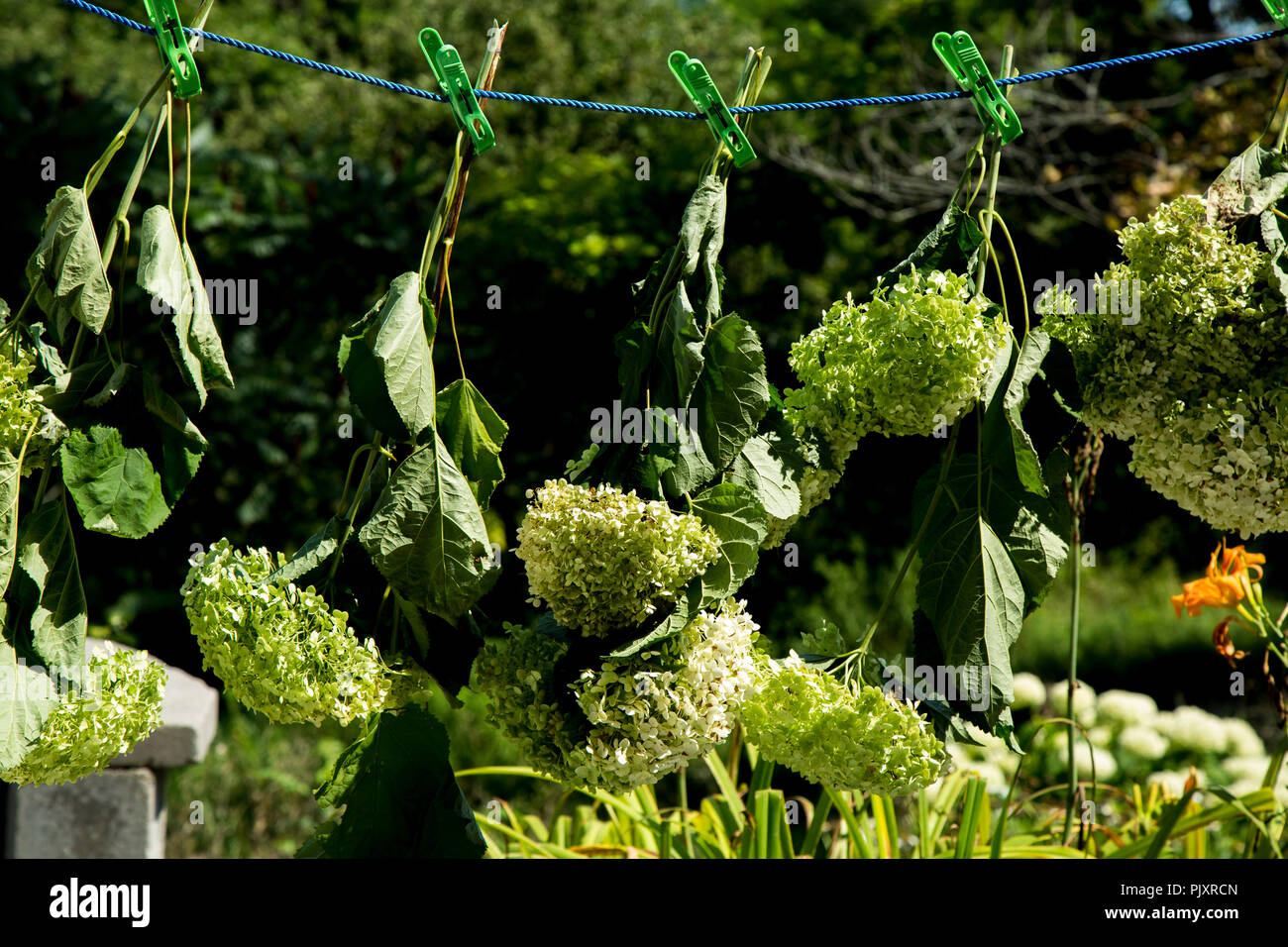 Kopfüber aufgehängt Fotos und Bildmaterial in hoher Auflösung Alamy