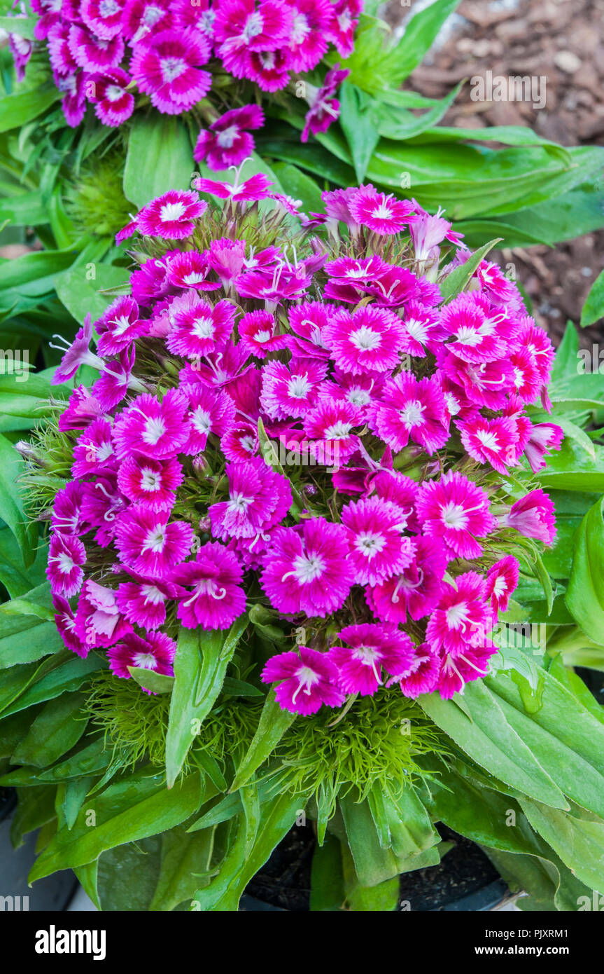 Dianthus Barbarini F1 Lila mit grünen Blatt hintergrund. Common name Sweet William. Stockfoto
