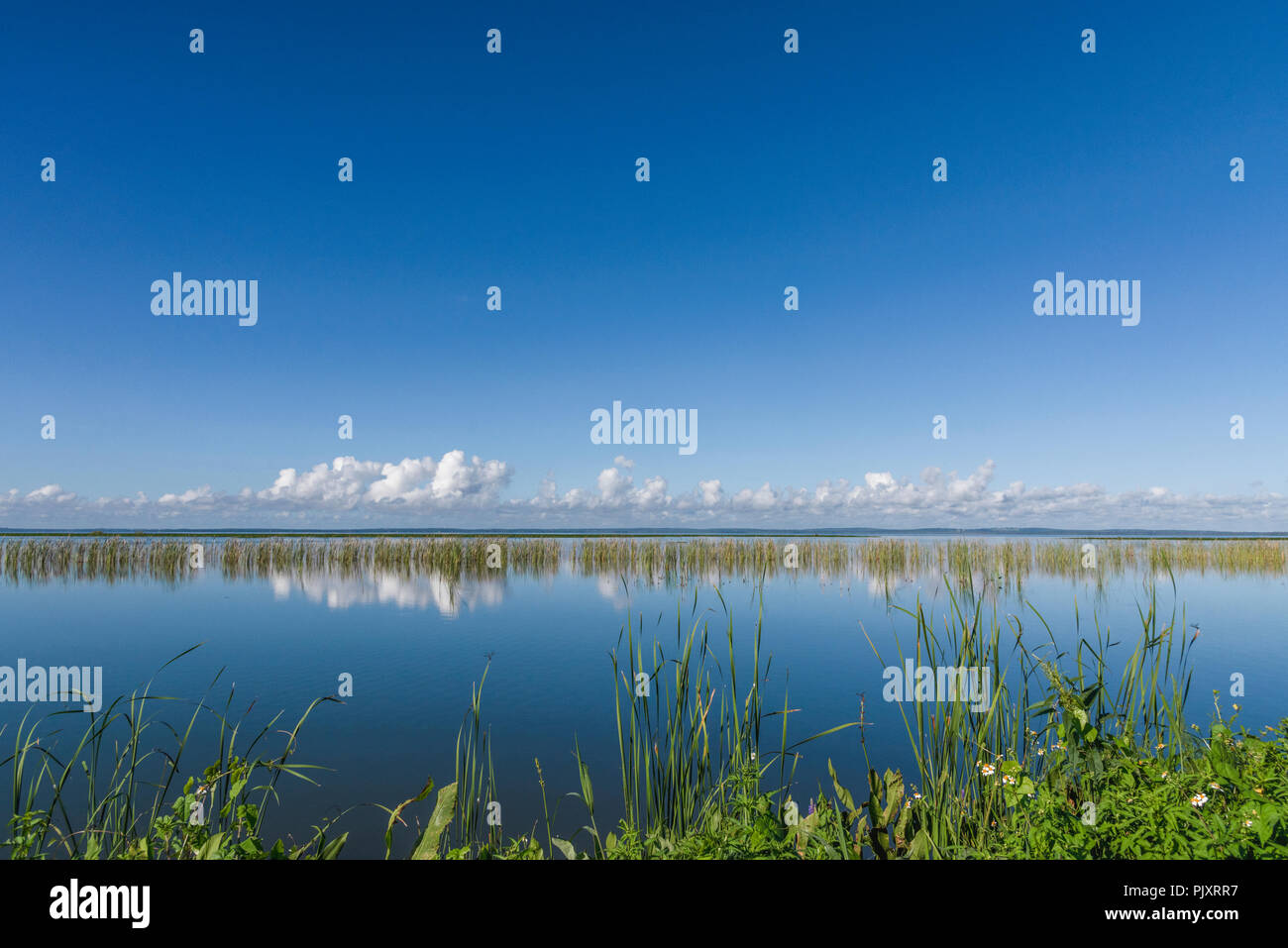 Lake Apopka Florida Horizont Stockfoto
