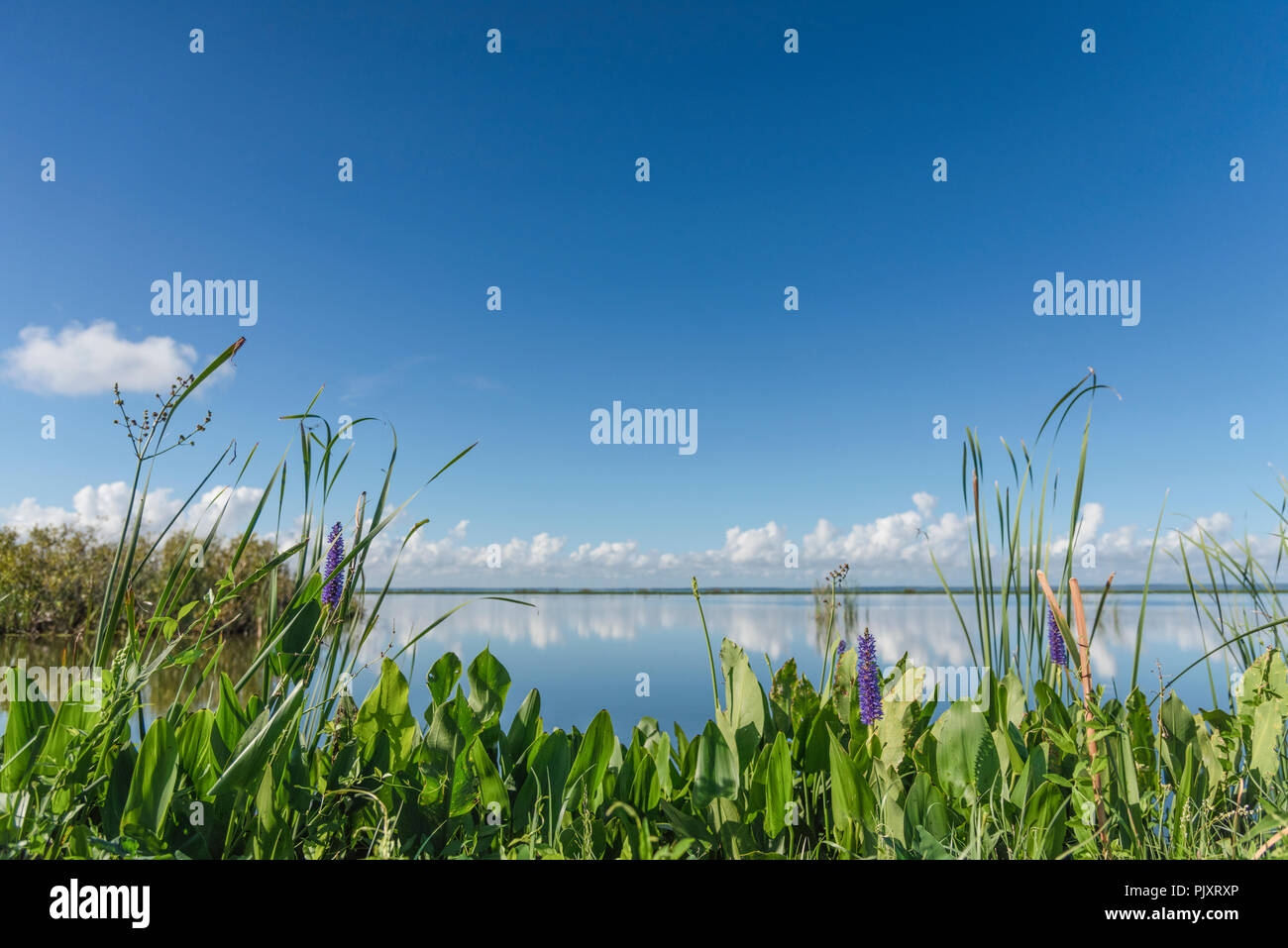 Lake Apopka Florida Horizont Stockfoto
