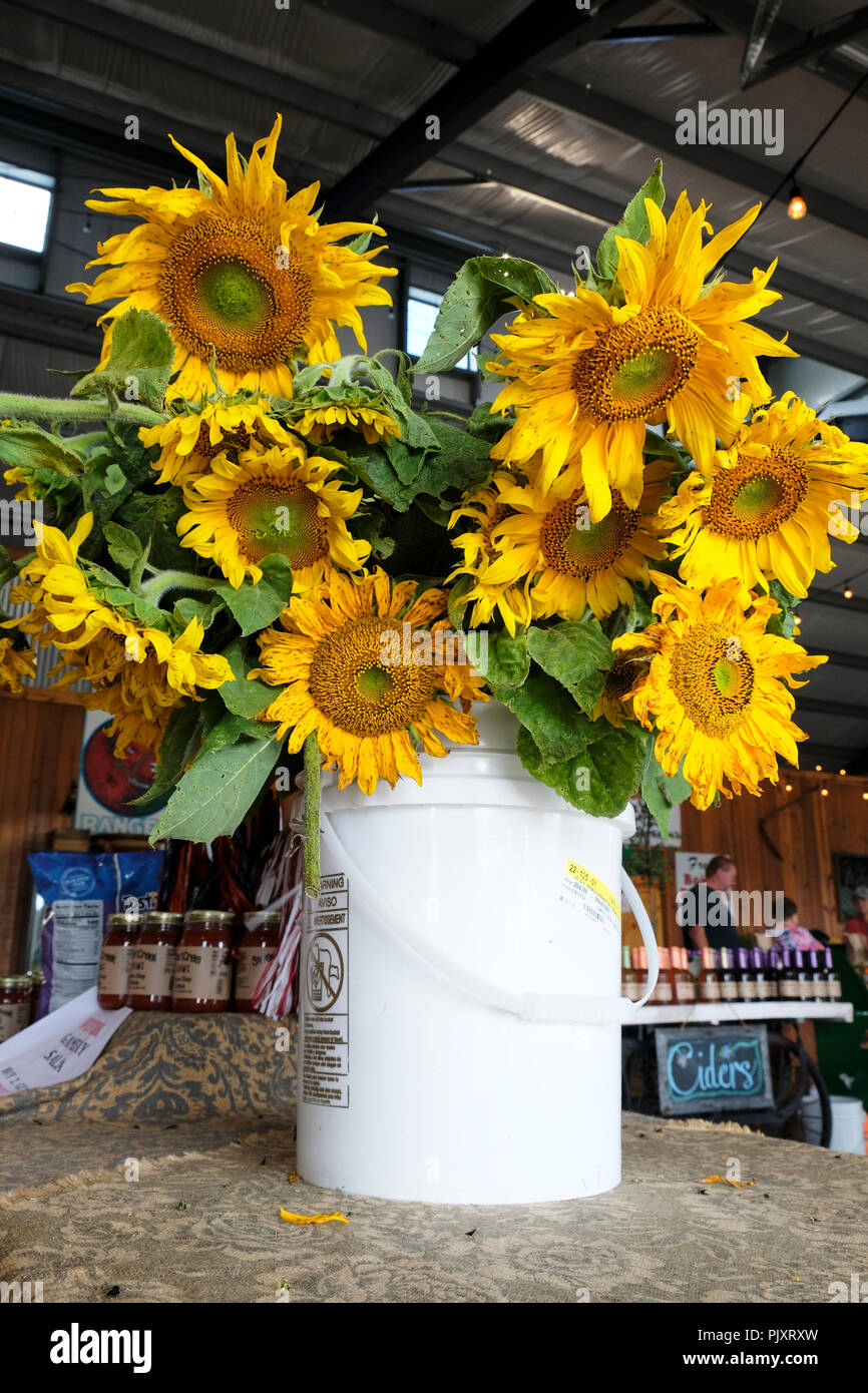 Eimer frisches geschnittenes Sonnenblume blüht in einem Land speichern oder Bauernhof Markt oder Bauernmarkt, in ländlichen Hecht Straße Alabama, USA. Stockfoto