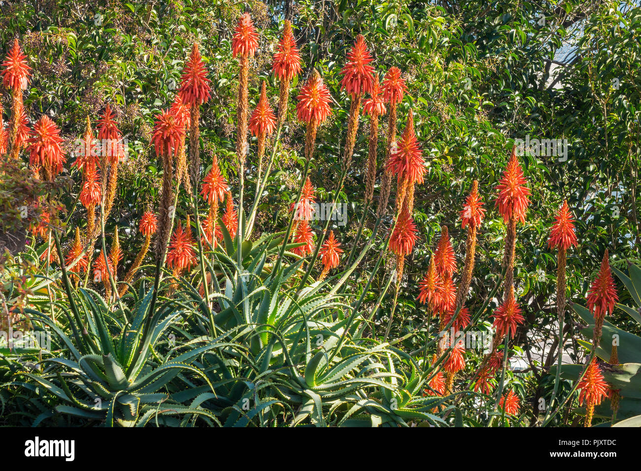 Rote Blüte Aloe Pflanzen Madeira Portugal Stockfotografie - Alamy