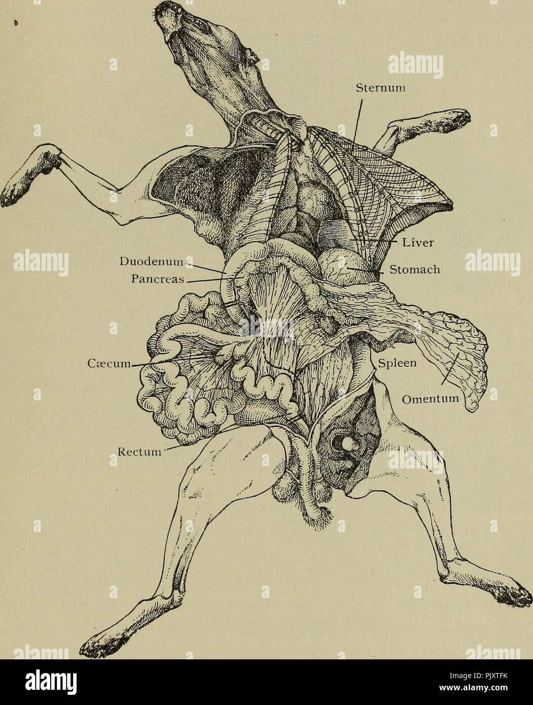 Postmortem pathology manual technic post mortem Fotos und