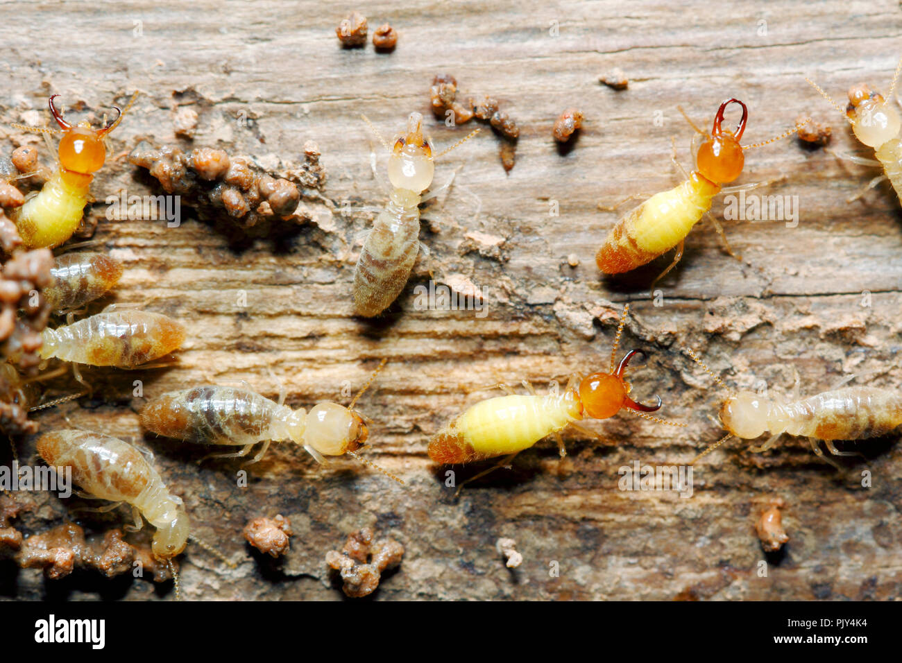 Closeup Arbeiter und Soldat Termiten (Globitermes sulfureus) auf Holz Struktur Hintergrund (aus Thailand, Südostasien) Stockfoto