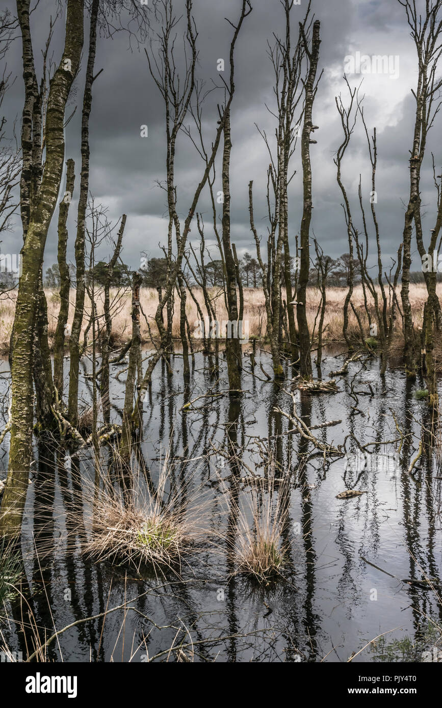 Brütende Landschaft mit Spindeldürren Bäume und stürmischen Himmel Stockfoto