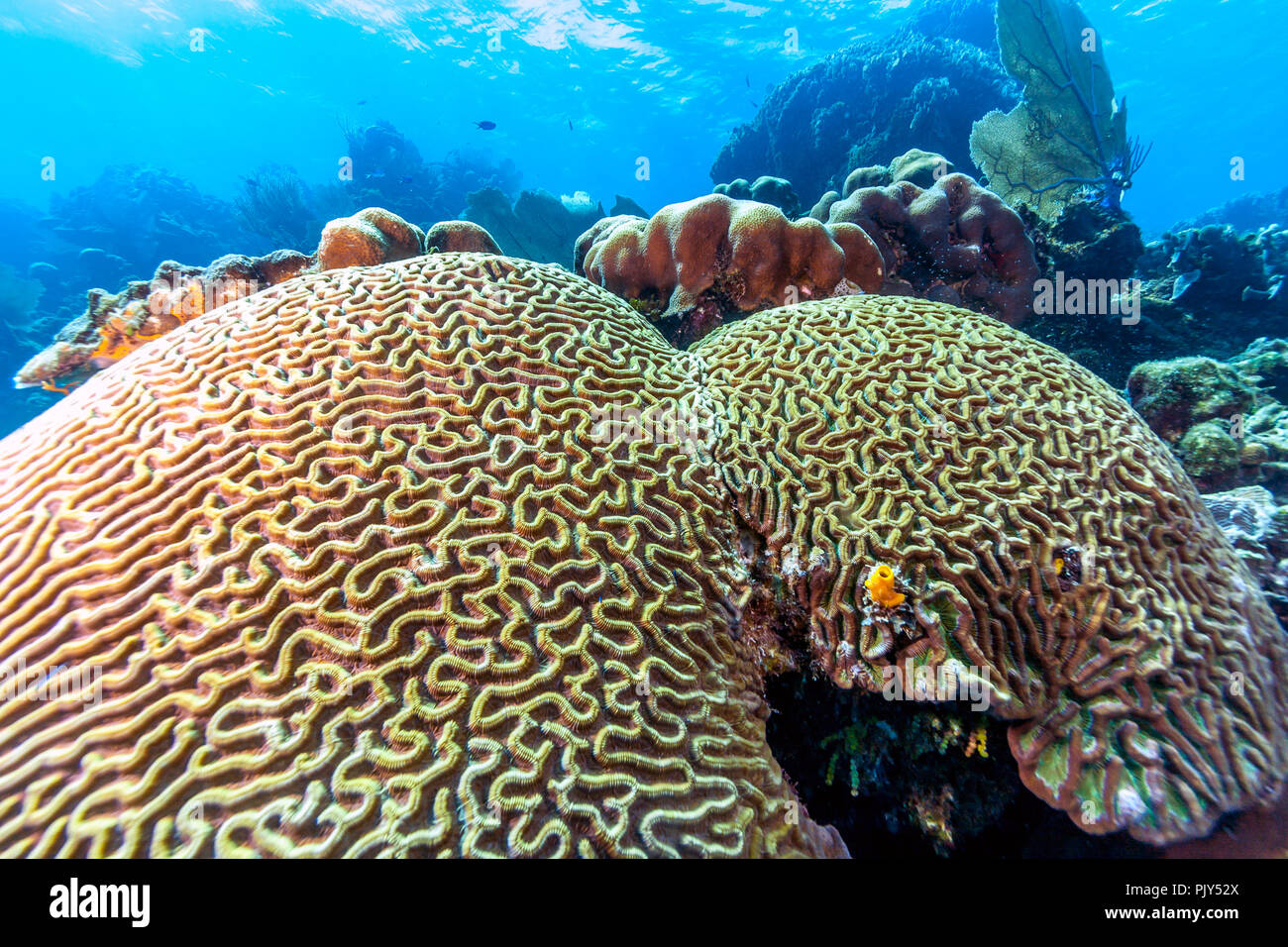 Coral Reef in Carbiiean Meer vor der Küste von Roatan Honduras Stockfoto