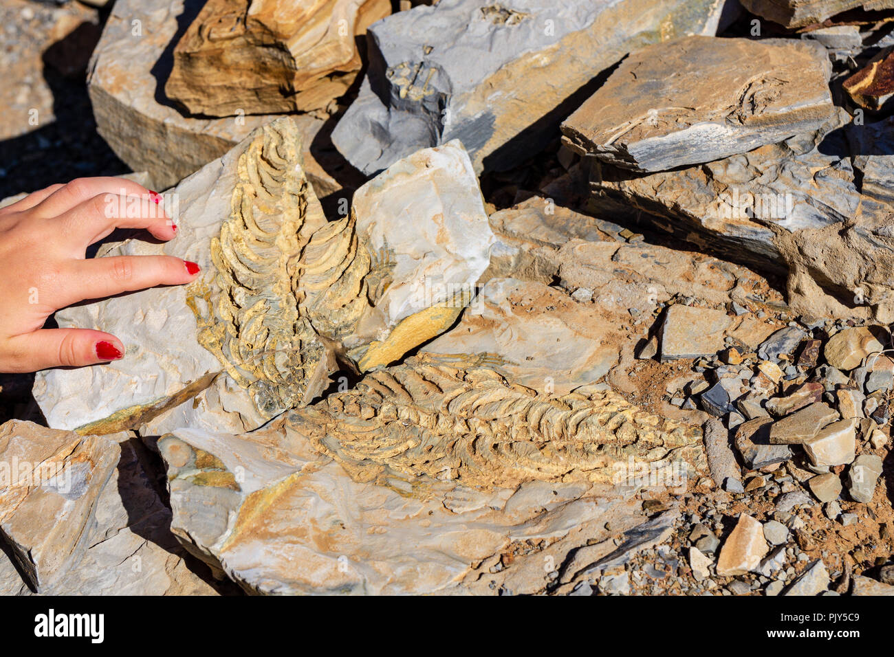 Mesosaurus Dinosaurier fossil Sommer Stockfoto