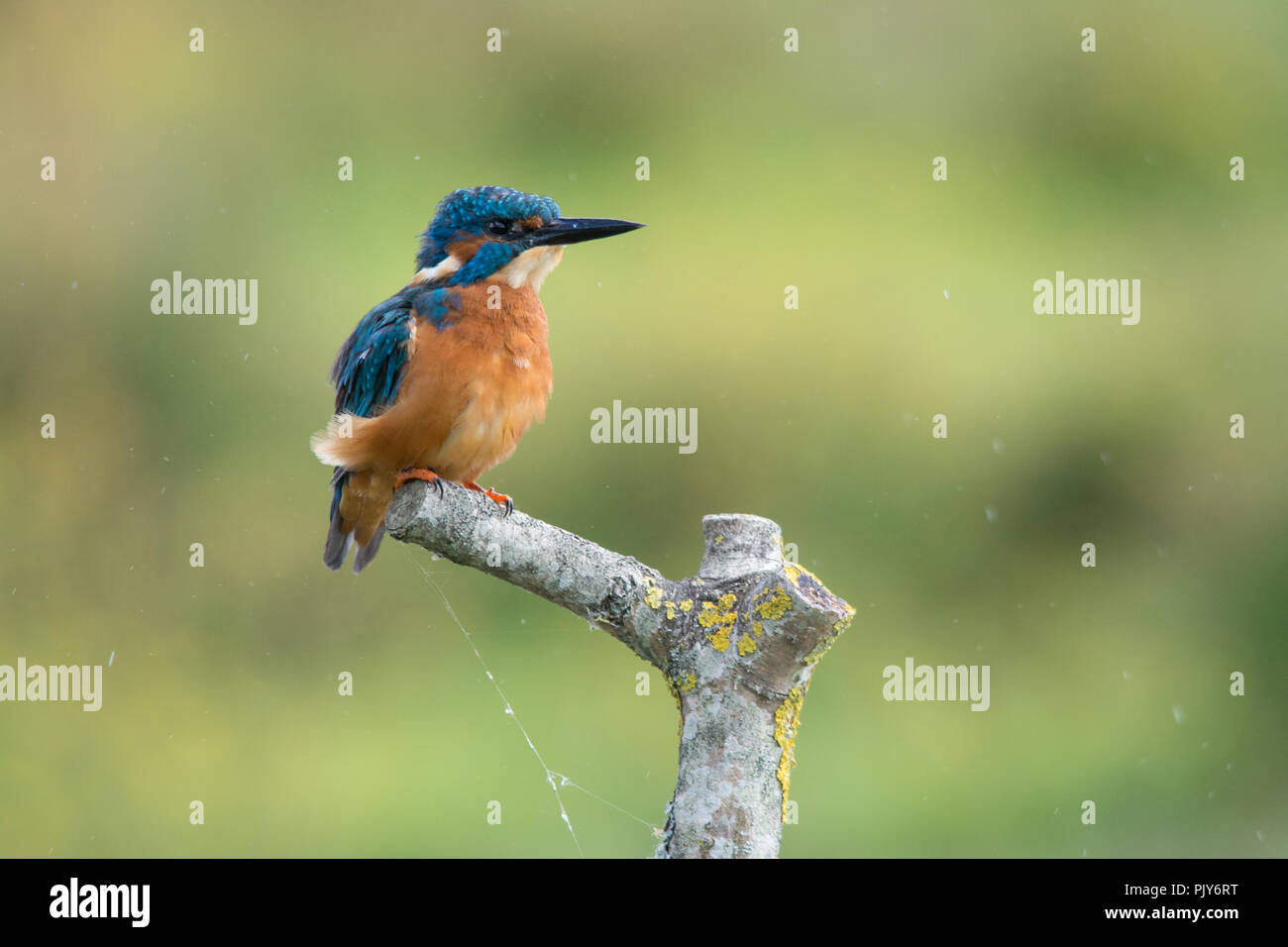 Eine atemberaubende Eisvogel (Alcedo atthis) am Wildvogel und Feuchtgebiete Vertrauen Naturschutzgebiet in Arundel, West Sussex, UK. Stockfoto