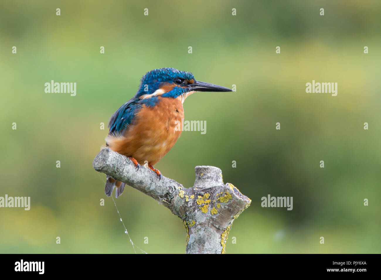 Eine atemberaubende Eisvogel (Alcedo atthis) am Wildvogel und Feuchtgebiete Vertrauen Naturschutzgebiet in Arundel, West Sussex, UK. Stockfoto