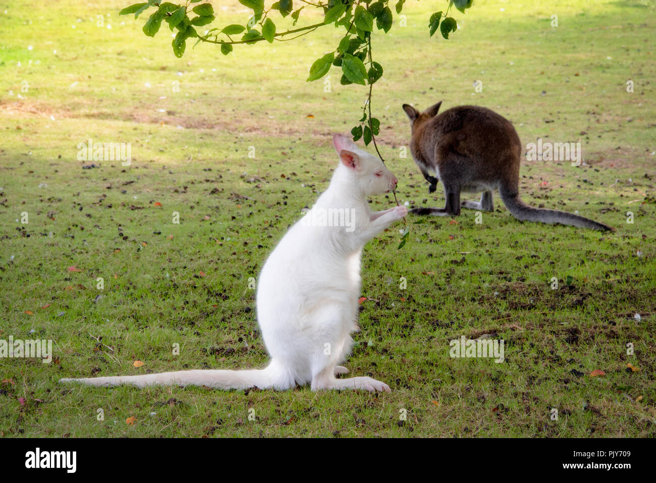 UK, Hamerton Zoo - 17 Aug 2018: Albino Barrats Wallaby Stockfoto