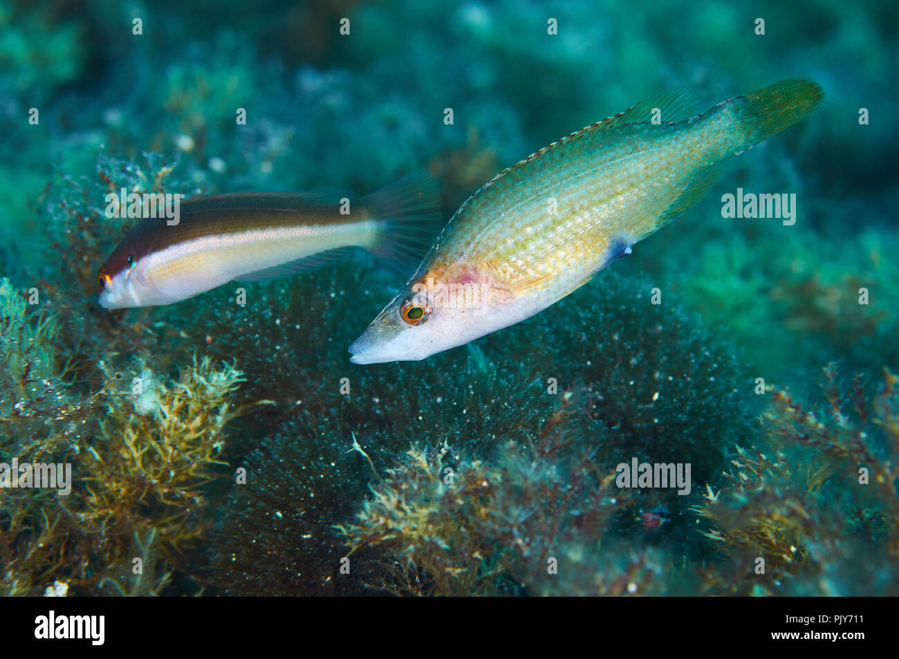 Spitzen Schnauze lippfisch (Symphodus Rostratus) und mediterranen Meerjunker (Coris julis) Fütterung unter Algen (Formentera, Balearen, Spanien) Stockfoto