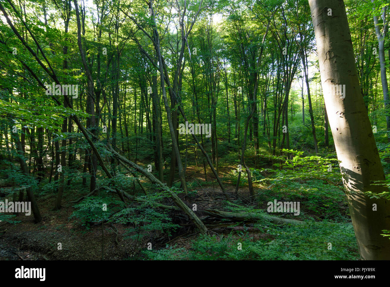 Wien, Wien: natürliche Wald, Buche, gefallene Bäume, Wildnis, 16. Ottakring, Wien, Österreich Stockfoto