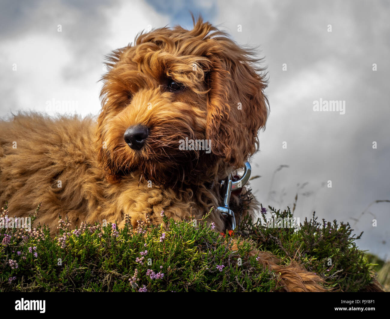 Rote Nase Welpe Stockfotos Und Bilder Kaufen Alamy