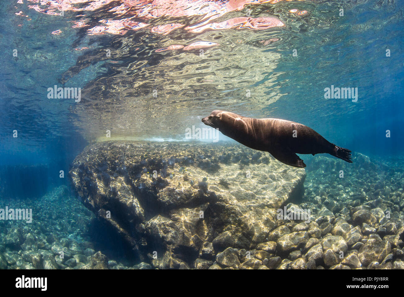 Männliche stier California Sea Lion bei Los Islotes, La Paz, Meer von Cortez Stockfoto