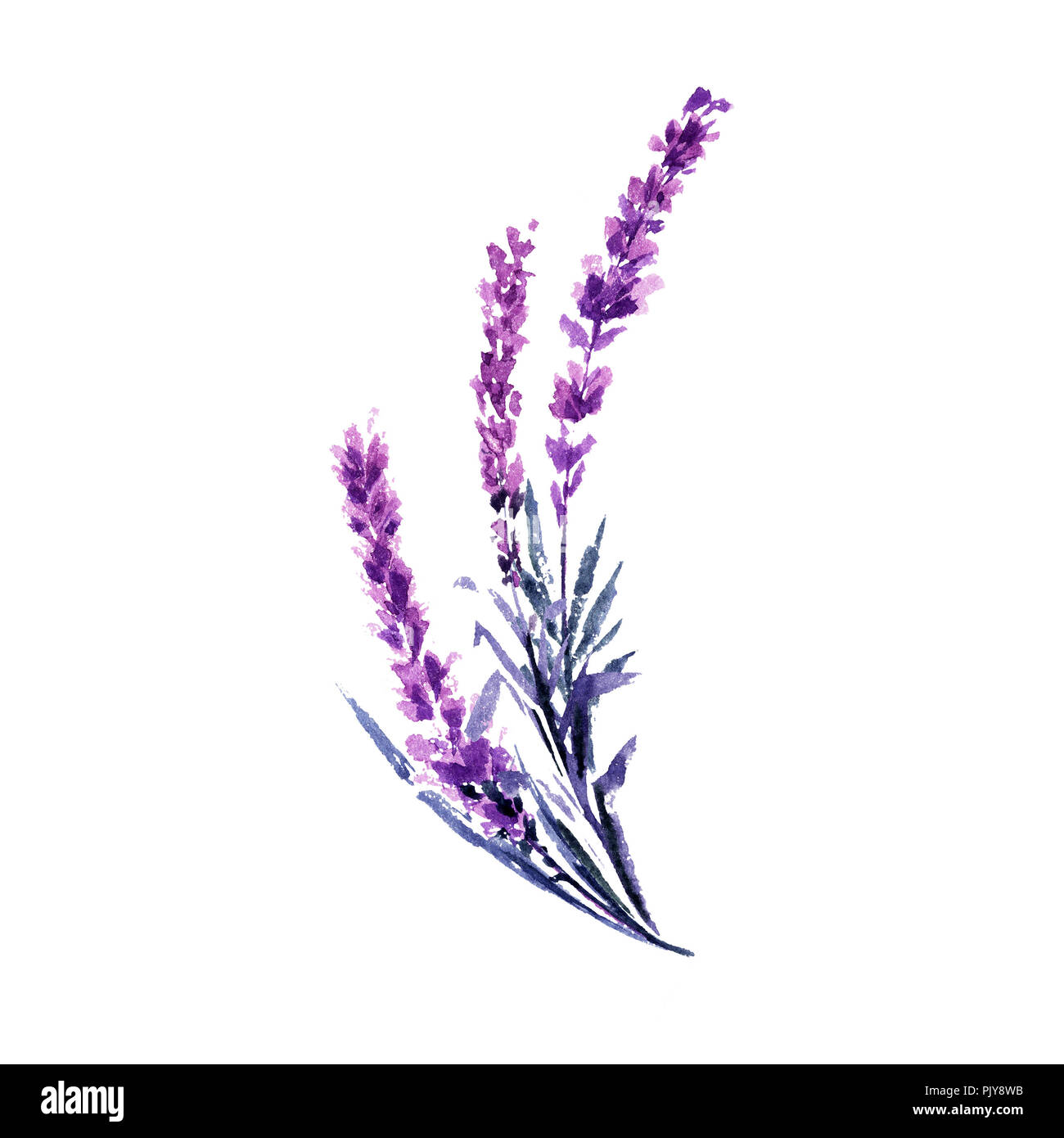 Lavendel Zweig aquarell Abbildung. Zarten Blüten Zweig. Hochzeit Einladungen Floral Design. Liebe und Ehe Symbol. Valentines Tag design Element. Lavendel Zweig isoliert Raster Stockfoto