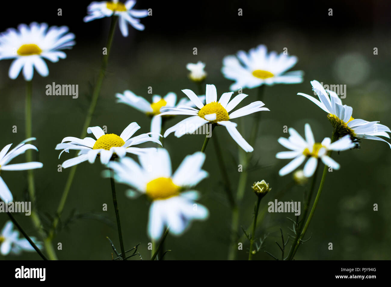 Kamille Garten weißen Blüten der Kamille Daisy. Stockfoto