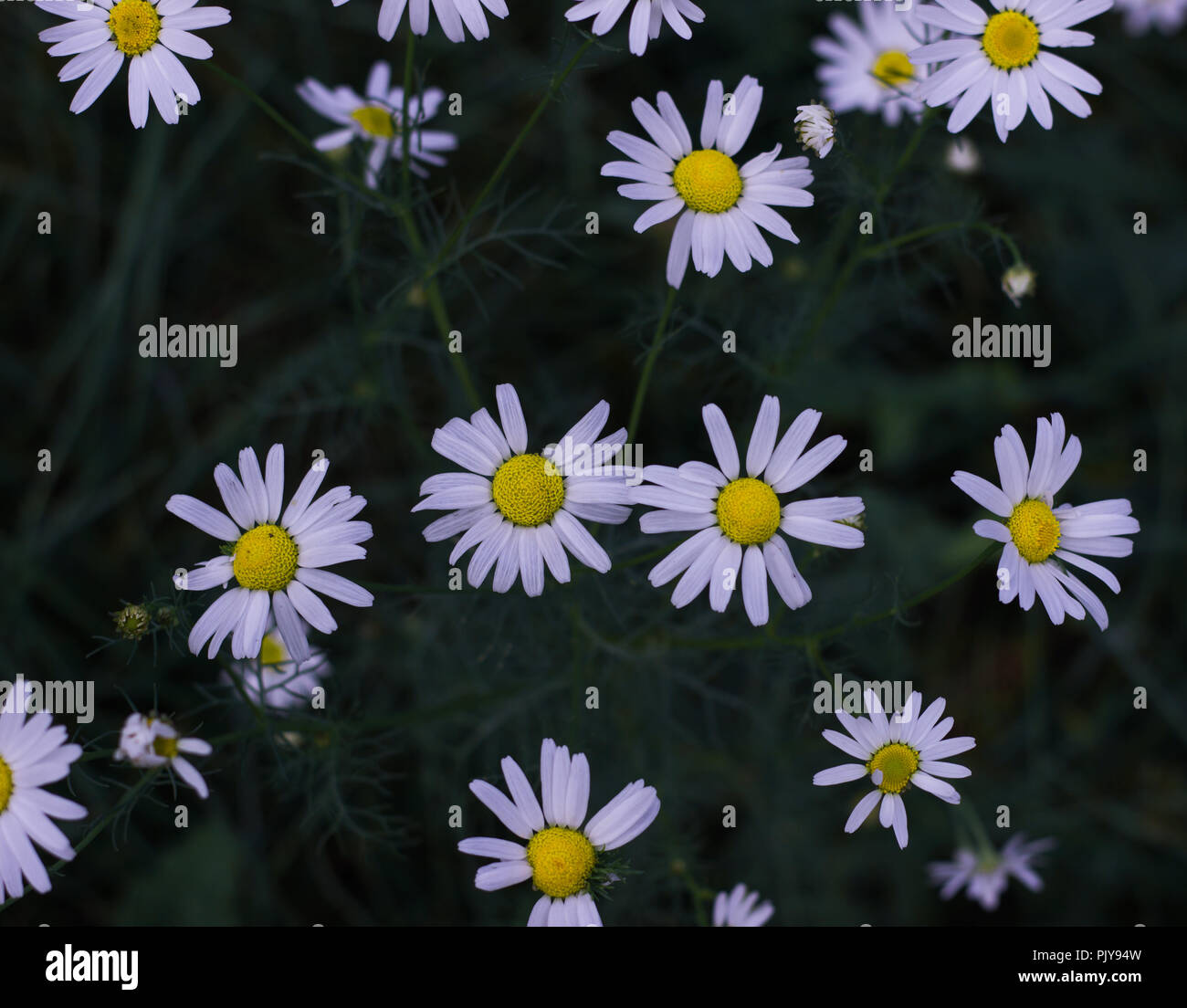 Kamille Garten weißen Blüten der Kamille Daisy. Stockfoto