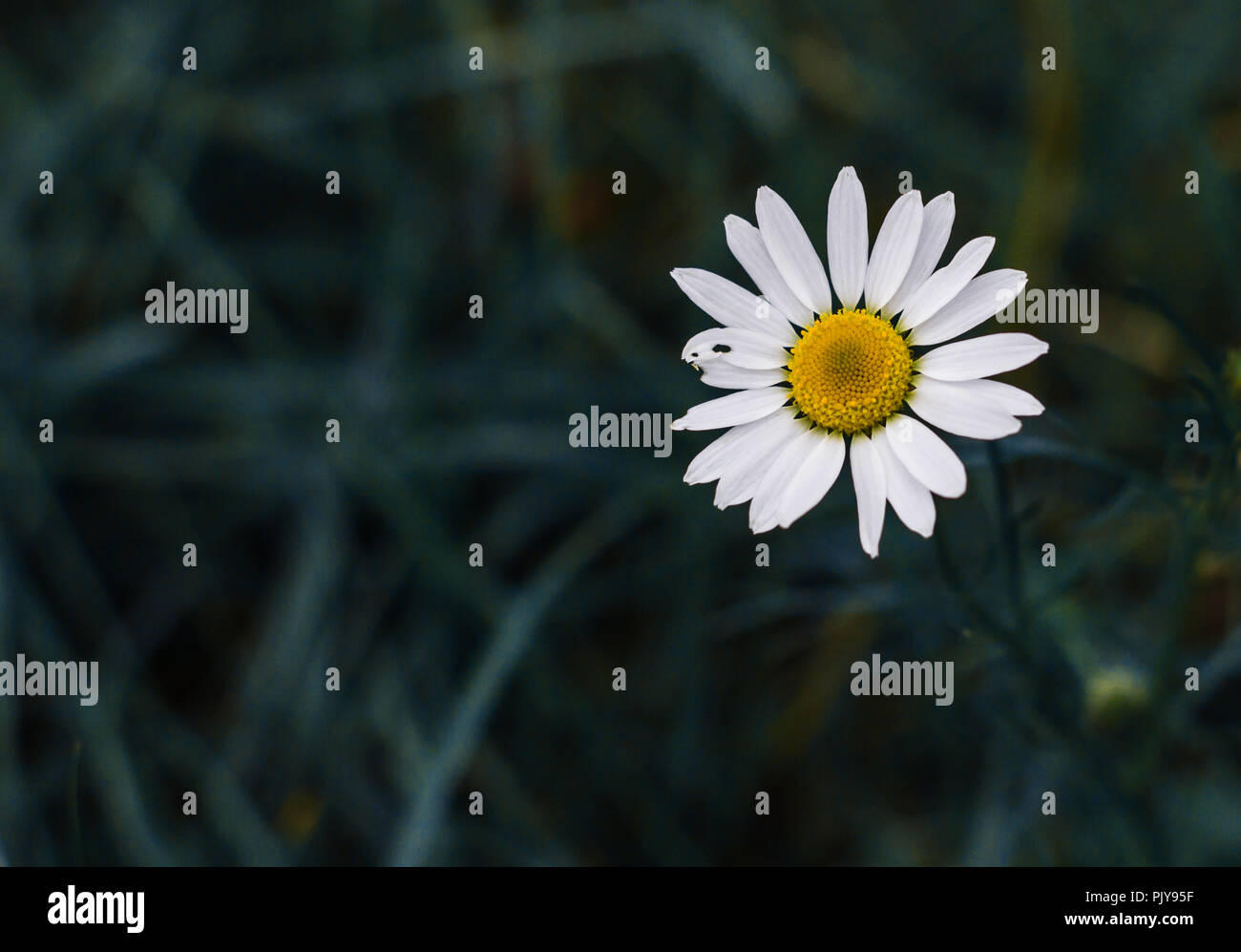 Kamille Garten weißen Blüten der Kamille Daisy. Stockfoto