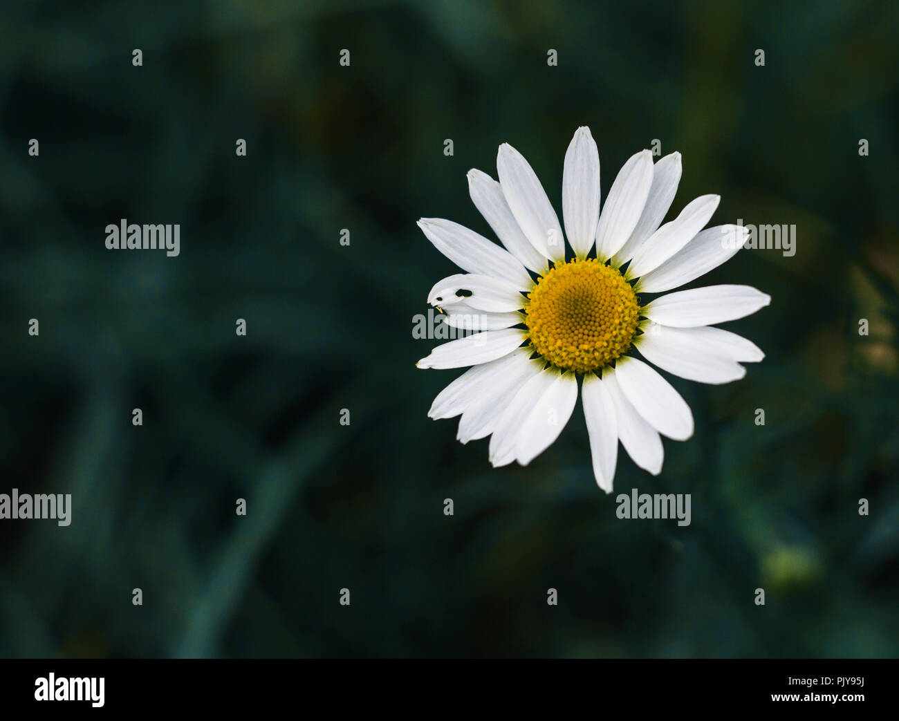 Kamille Garten weißen Blüten der Kamille Daisy. Stockfoto