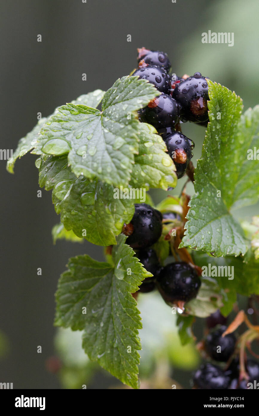 Schwarze Johannisbeere Früchte, Grossulariaceae, Großbritannien Stockfoto